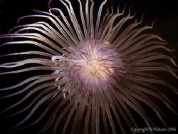 Purple tipped tube anemone taken with an Olympus 7070 + i... by Jo Watson 